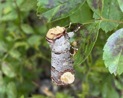 Buff-tip Moth