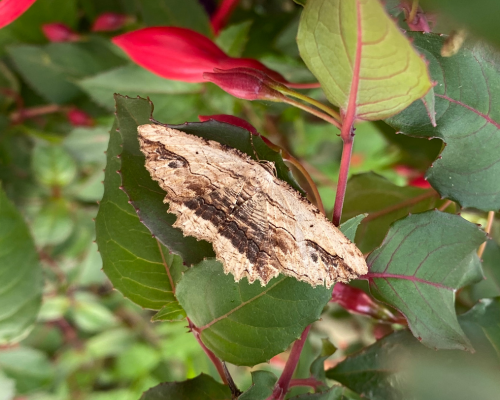 Waved Umber