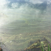 Paint-like cyanobacteria