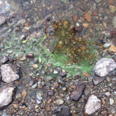 Wisps or foam of cyanobacteria