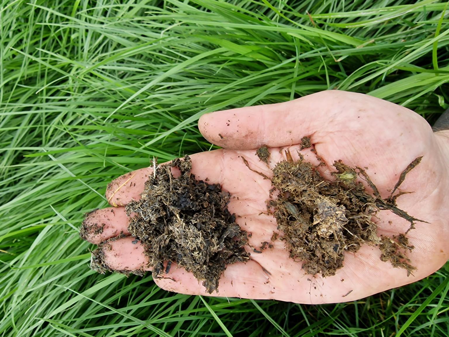 Root growth comparison