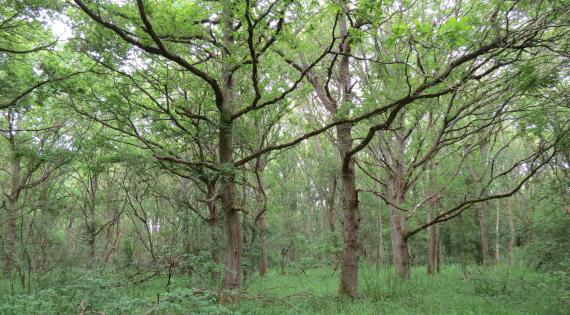 Woodland after 59 years