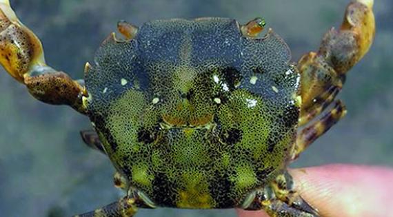 Asian shore crab photo: Burke Asian shore crab photo: Burke