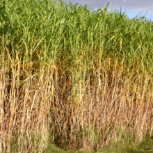 close up of miscanthus